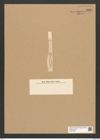 Diatomeae indet. Zeichnungen Sammlung Grunow Nr. 5824 (NHMW-BOT-W0374248)